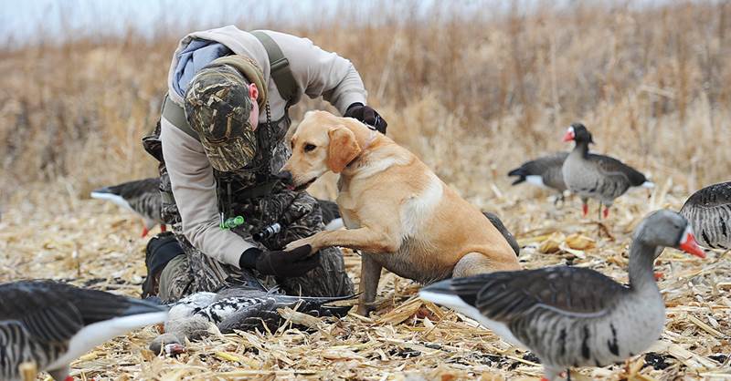 Hunting dog paw protection store